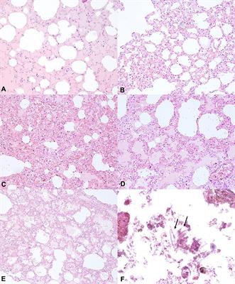 Diagnosis of Drowning and the Value of the Diatom Test in Veterinary Forensic Pathology